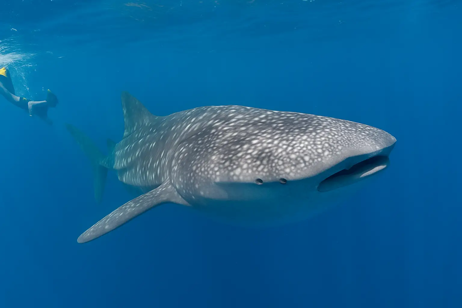 Oslob Whale Shark Watching Tour